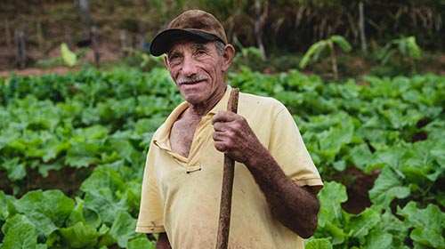 DICA | Como ganhar dinheiro plantando org&acirc;nicos em casa