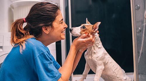 O mercado est&aacute; pra pet: aprenda a dar banho em c&atilde;es