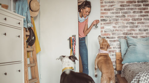 Pet Sitter