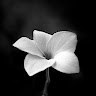 Horeb Florine Rodrigues N Day
