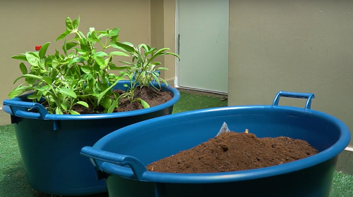 DICA | Saiba como fazer uma horta de temperos em casa