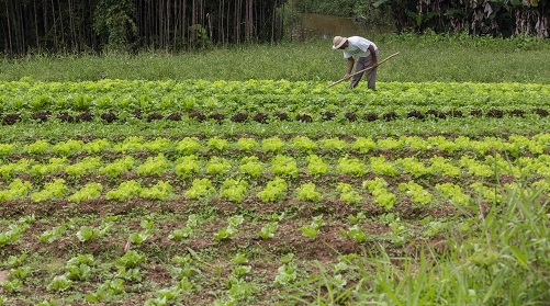Curso: Agroecologia, Agricultura Urbana e Periurbana