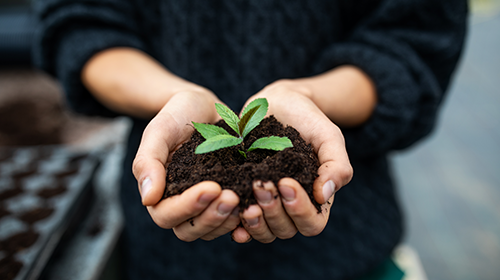 DICA | Fertilizantes naturais: descubra as melhores op&ccedil;&otilde;es para usar na sua horta!