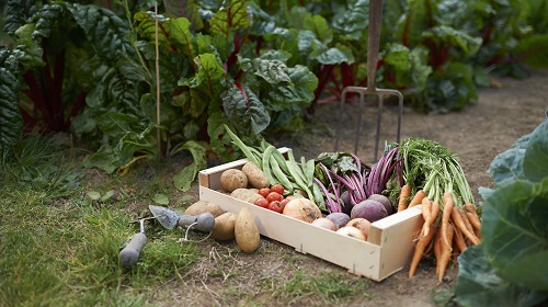 Dica | S&atilde;o Paulo e a agricultura urbana