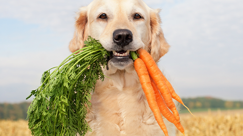 A imagem é uma foto. Em um ambiente externo, um cachorro de pelagem branca tem quatro cenouras na boca.