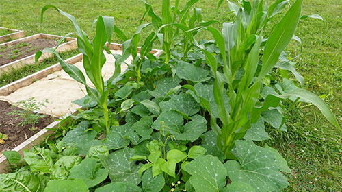 DICA I O que &eacute; o cons&oacute;rcio de plantas