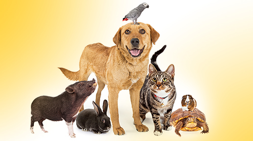 Curso| Mercado pet: &aacute;reas de atua&ccedil;&atilde;o e oportunidades